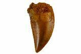 Serrated, Raptor Tooth - Real Dinosaur Tooth #115861-1